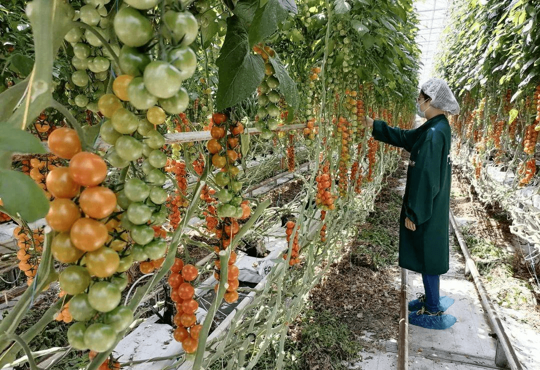 中央一号文件明确指出:2023年设施农业这样干!(图4) 中央一号文件明确指出:2023年设施农业这样干!(图4)